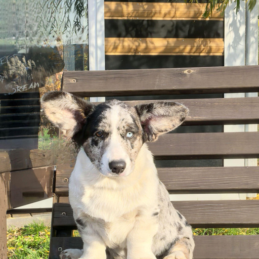 Изображение питомца