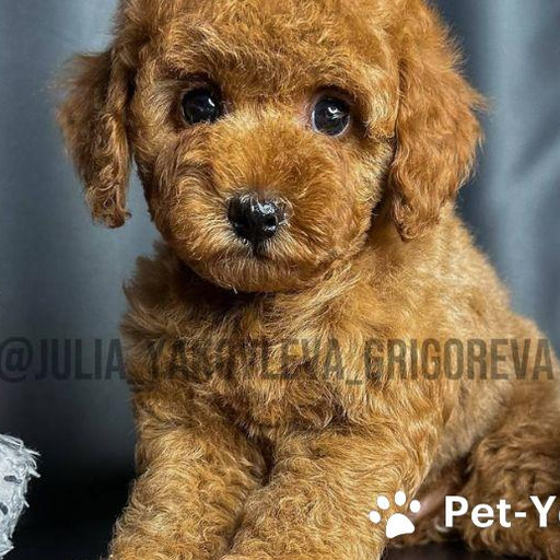 Изображение питомца