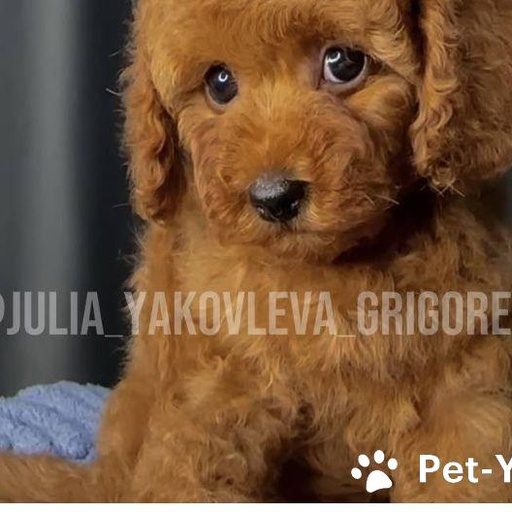 Изображение питомца