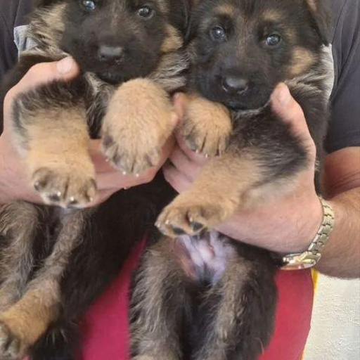 Изображение питомца