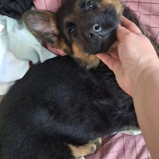 Изображение питомца