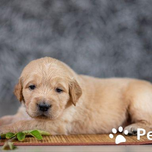 Изображение питомца