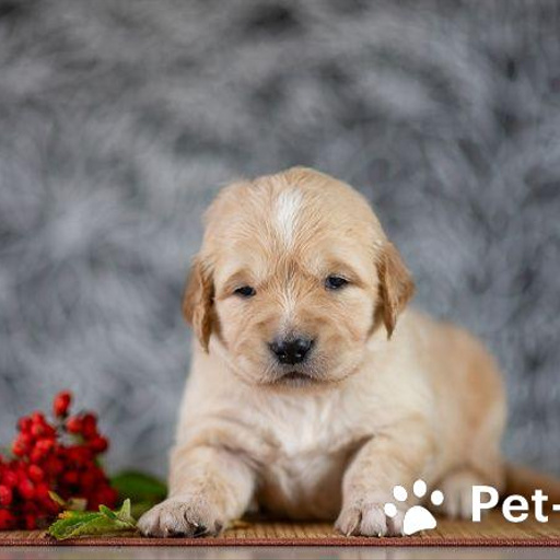 Изображение питомца