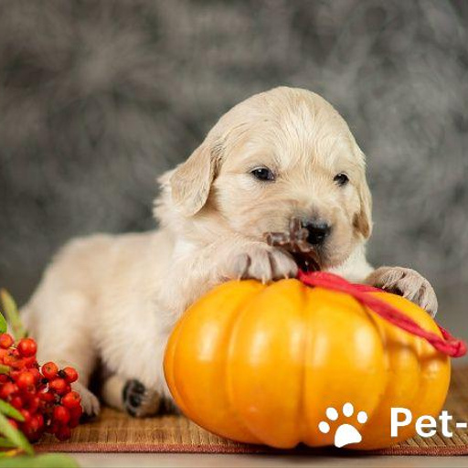 Изображение питомца