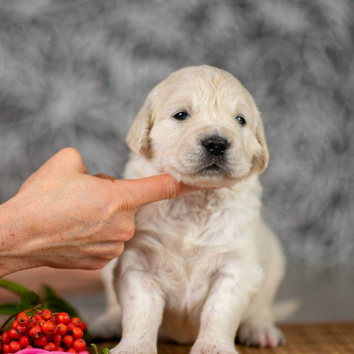 Изображение питомца