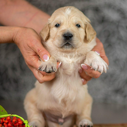 Изображение питомца