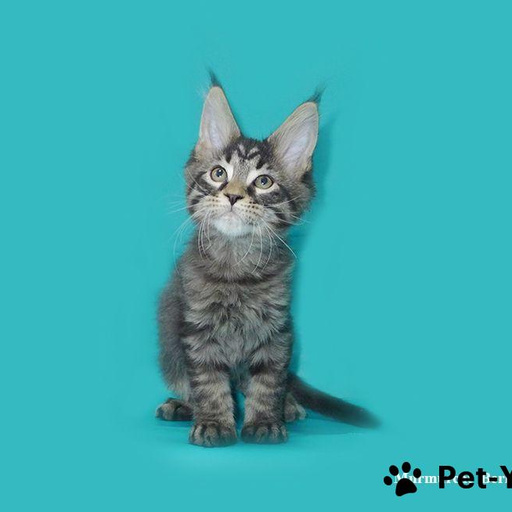 Изображение питомца