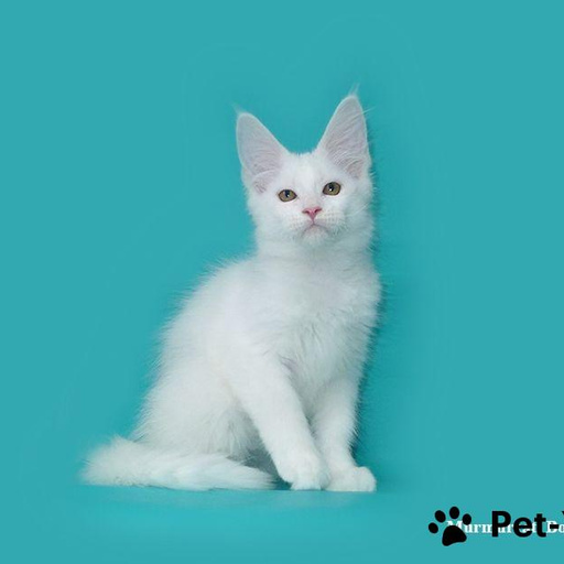 Изображение питомца