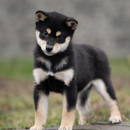 Изображение питомца