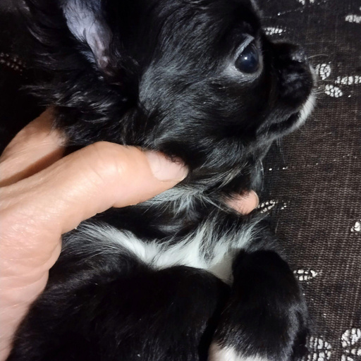 Изображение питомца