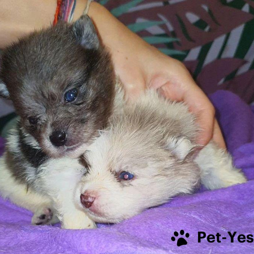 Изображение питомца