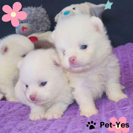 Изображение питомца