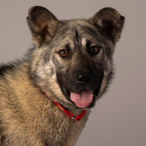 Изображение питомца