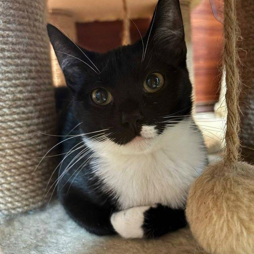 Изображение питомца