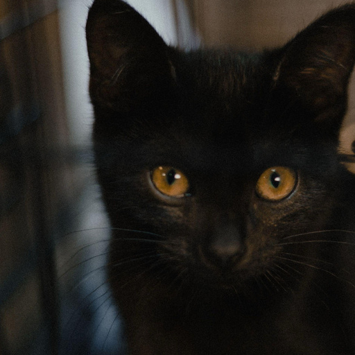 Изображение питомца