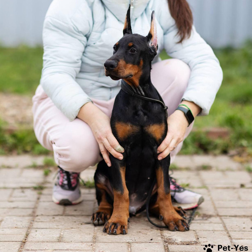 Изображение питомца