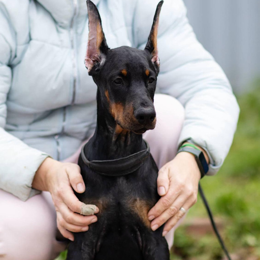 Изображение питомца