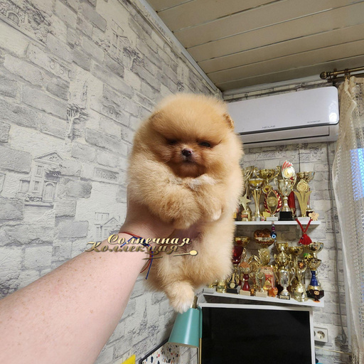 Изображение питомца