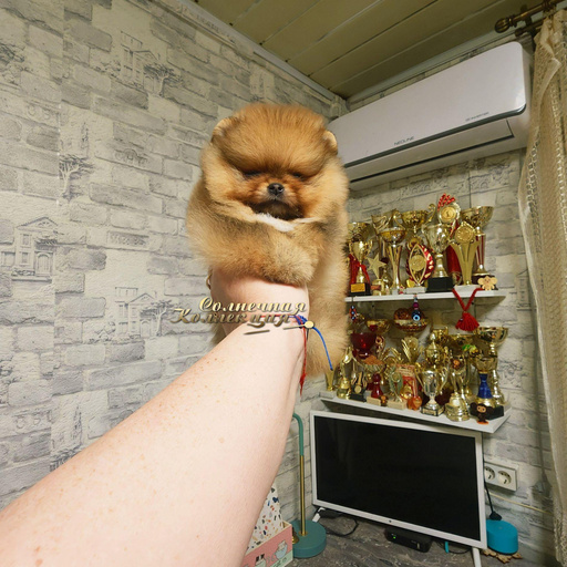 Изображение питомца