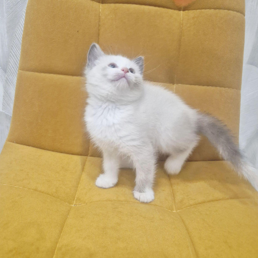 Изображение питомца