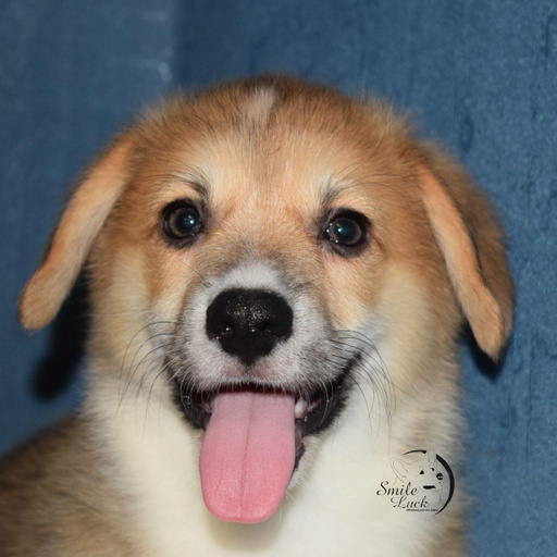 Изображение питомца