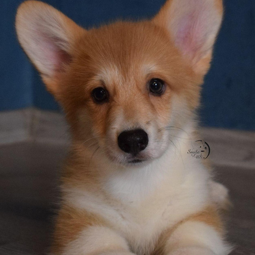 Изображение питомца