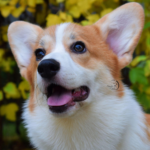 Изображение питомца