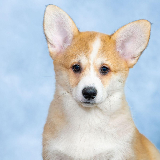 Изображение питомца