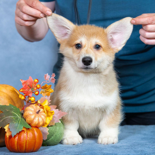 Изображение питомца