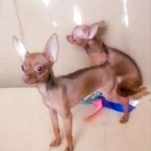 Изображение питомца