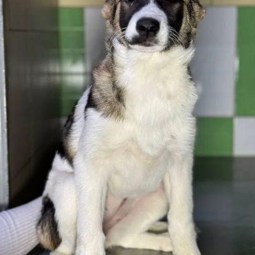 Изображение питомца