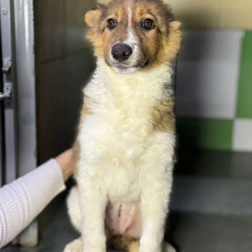 Изображение питомца