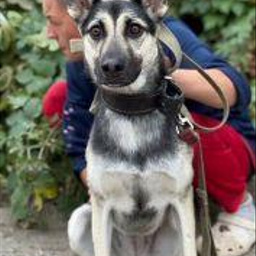 Изображение питомца