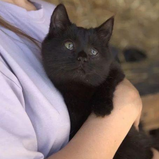 Изображение питомца