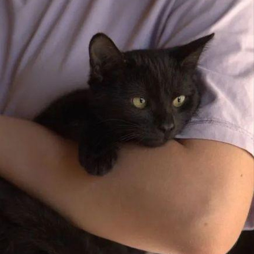 Изображение питомца