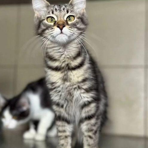 Изображение питомца