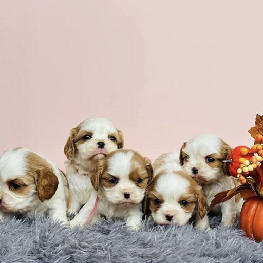 Изображение питомца