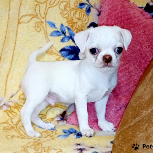 Изображение питомца