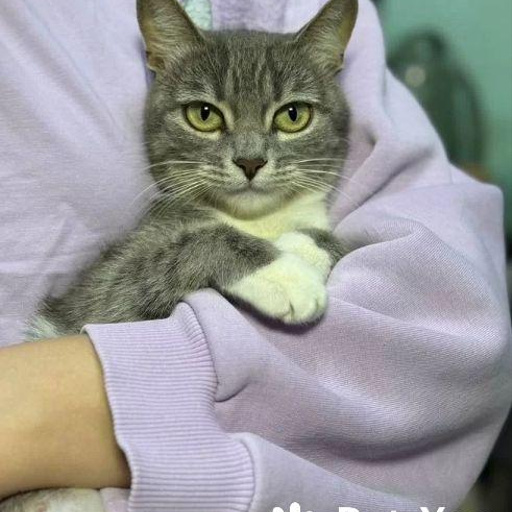 Изображение питомца