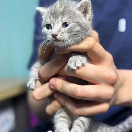 Изображение питомца