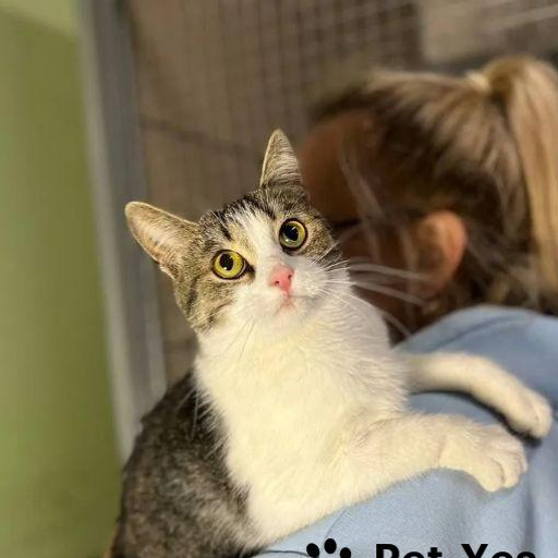 Изображение питомца