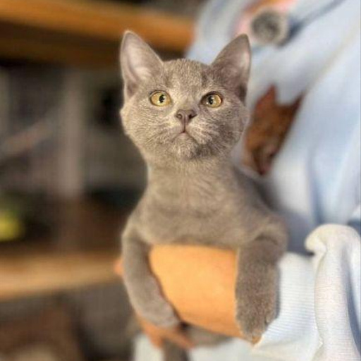 Изображение питомца