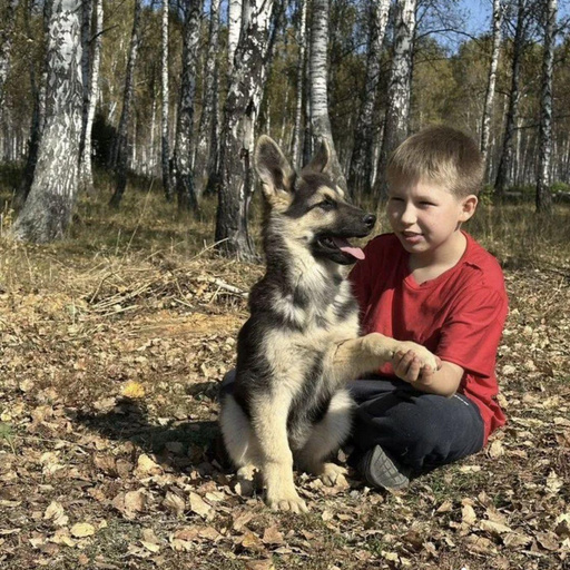 Изображение питомца