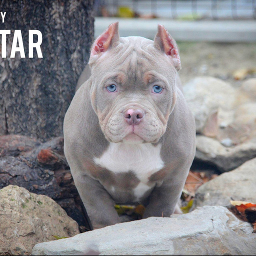 Изображение питомца