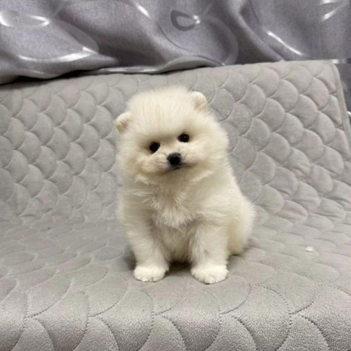 Изображение питомца