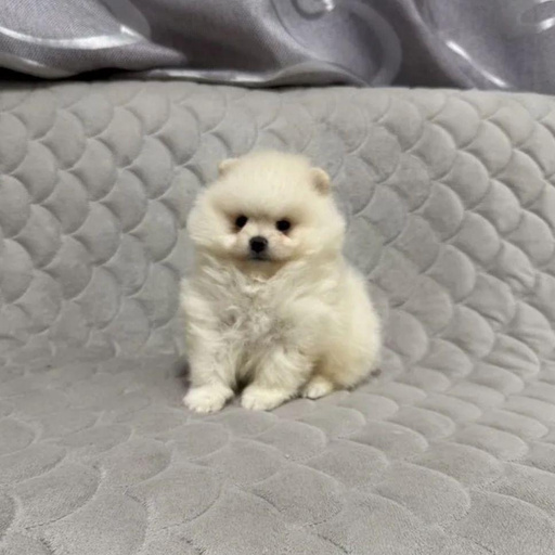 Изображение питомца