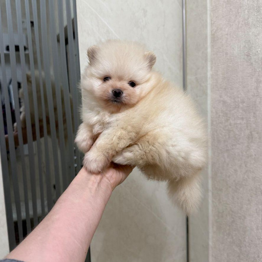 Изображение питомца