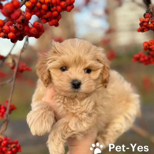 Изображение питомца