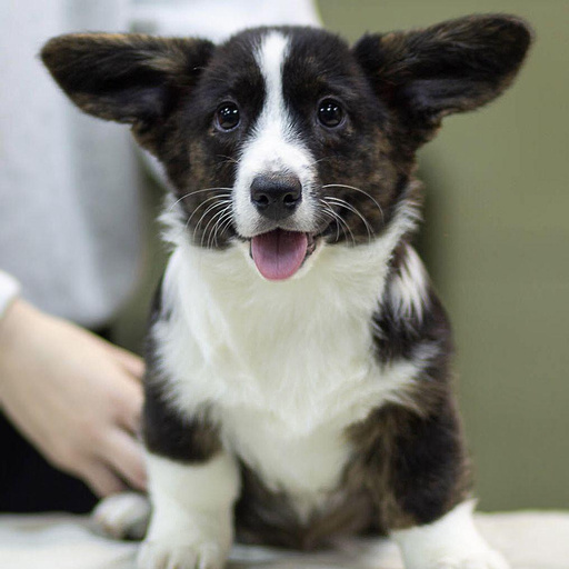 Изображение питомца