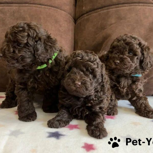 Изображение питомца